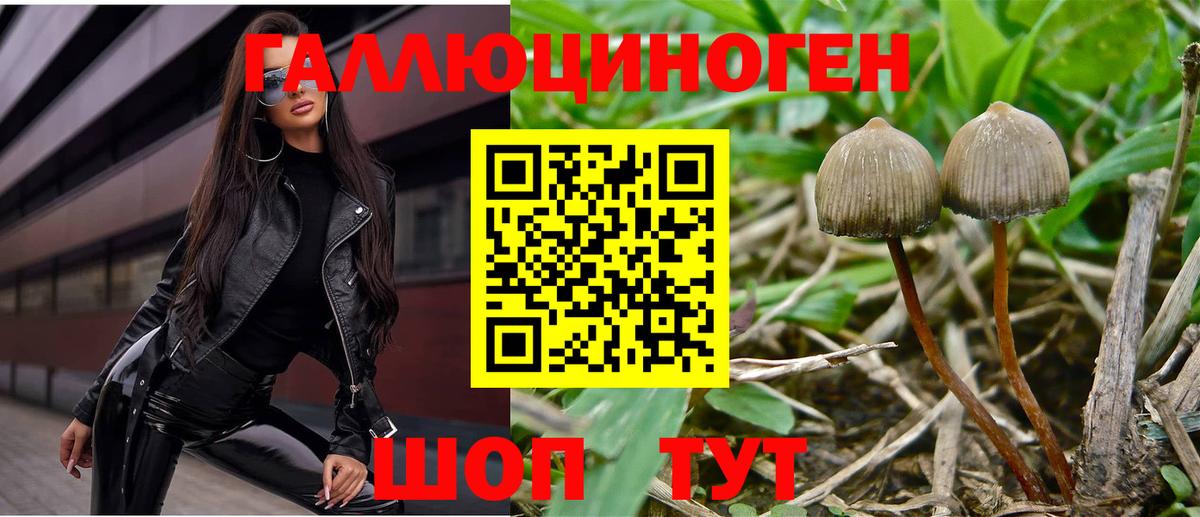 Псилоцибиновые грибы Psilocybe  Вход с VPN  Губкинский 